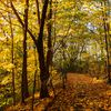It's The Perfect Week For Forest Bathing In NYC